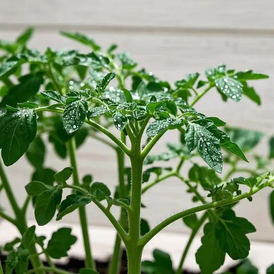 Organic Vegetable Seedds High Quality Tomato For Sowing heirloom non-gmo organic garden seeds
