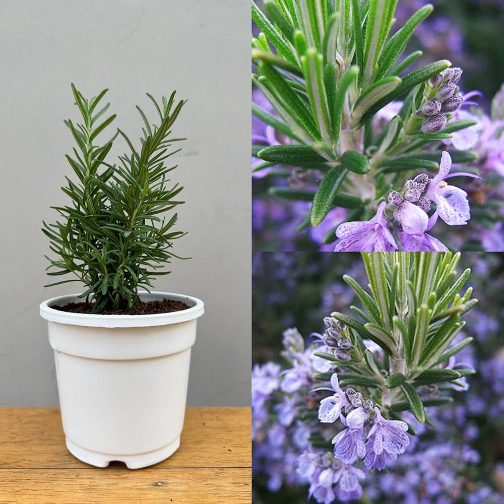 Planting instructions for Organic Rosemary Rosmarinus seeds