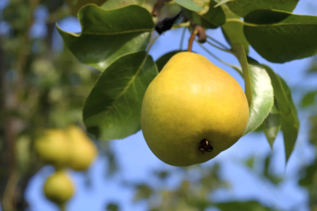 Orient Pear (Pyrus pyrifolia) Seeds