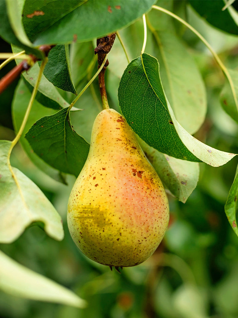 Orient Pear (Pyrus pyrifolia) Seeds