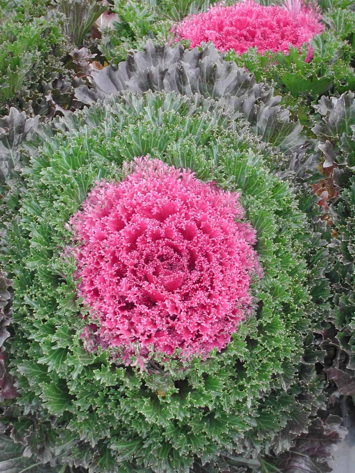 Kale ‘Chidori Red’ Flower Seeds – Ruffled ornamental leaves for winter color