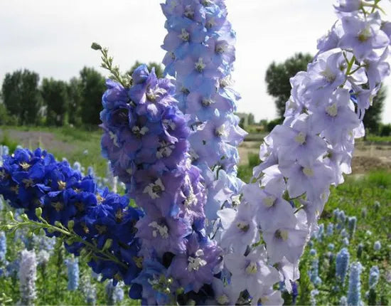 Ornamental Flower, Partial Shade Tolerant Well Ventilated, Delphinium heirloom non-gmo organic garden seeds