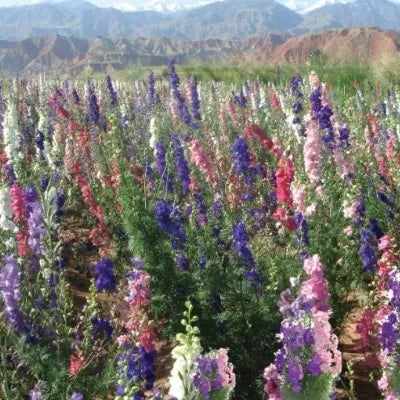 Ornamental Flower, Partial Shade Tolerant Well Ventilated, Delphinium – Heirloom, Non-GMO, High Germination Organic Garden Seeds