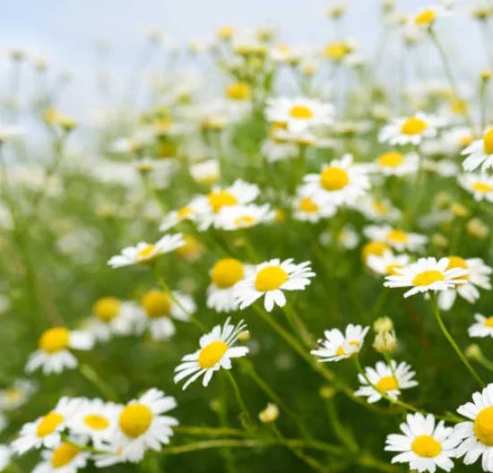 Ornamental Flower German Chamomile For Sowing – Heirloom, Non-GMO, High Germination Organic Garden Seeds