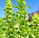Ornamental Flower, Sun Loving, Cold Intolerance Annual Herb Flower Molucella heirloom non-gmo organic garden seeds
