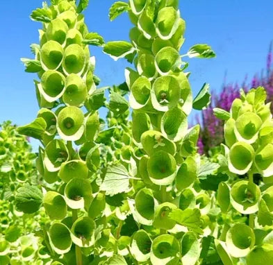 Ornamental Flower, Sun Loving, Cold Intolerance Annual Herb Flower Molucella heirloom non-gmo organic garden seeds