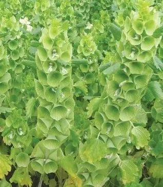 Ornamental Flower, Sun Loving, Cold Intolerance Annual Herb Flower Molucella – Heirloom, Non-GMO, High Germination Organic Garden Seeds