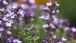 Ornamental Flower Thymus Vulgaris Aromatic heirloom non-gmo organic garden seeds