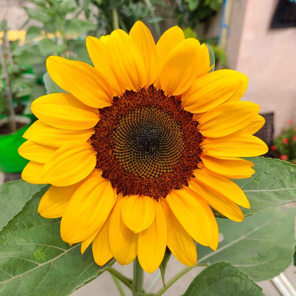 Sunflower Sweetie Imported – Heirloom, Non-GMO, High Germination Organic Garden Seeds