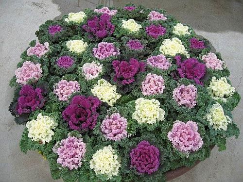 Ornamental Kale Kanome F1 Imported heirloom non-gmo organic garden seeds