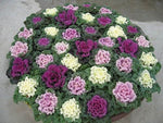 Ornamental Kale Kanome F1 Imported heirloom non-gmo organic garden seeds