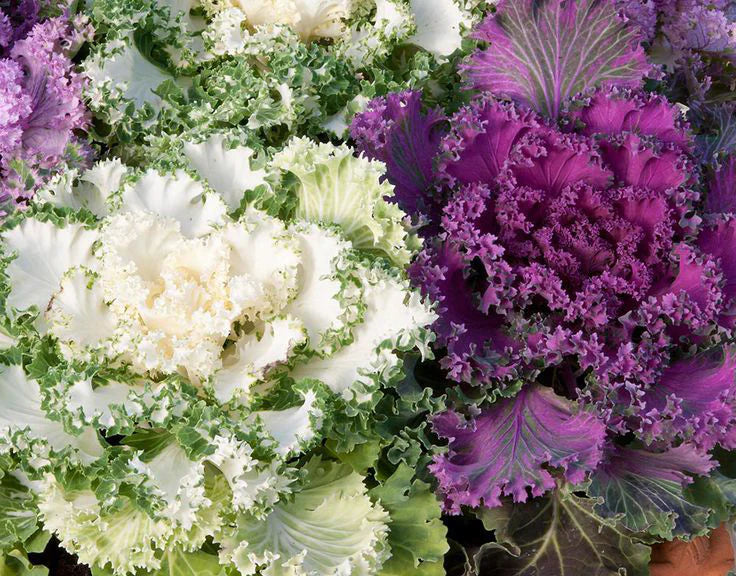 Ornamental Flowering Kale Seeds Mix – Decorative Leaves for Colorful Garden Texture