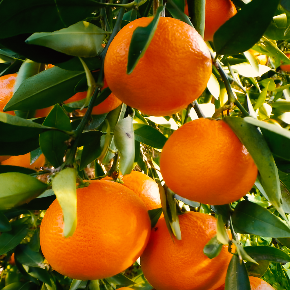 Ortanique Tangerine (Citrus reticulata × Citrus sinensis) Seeds