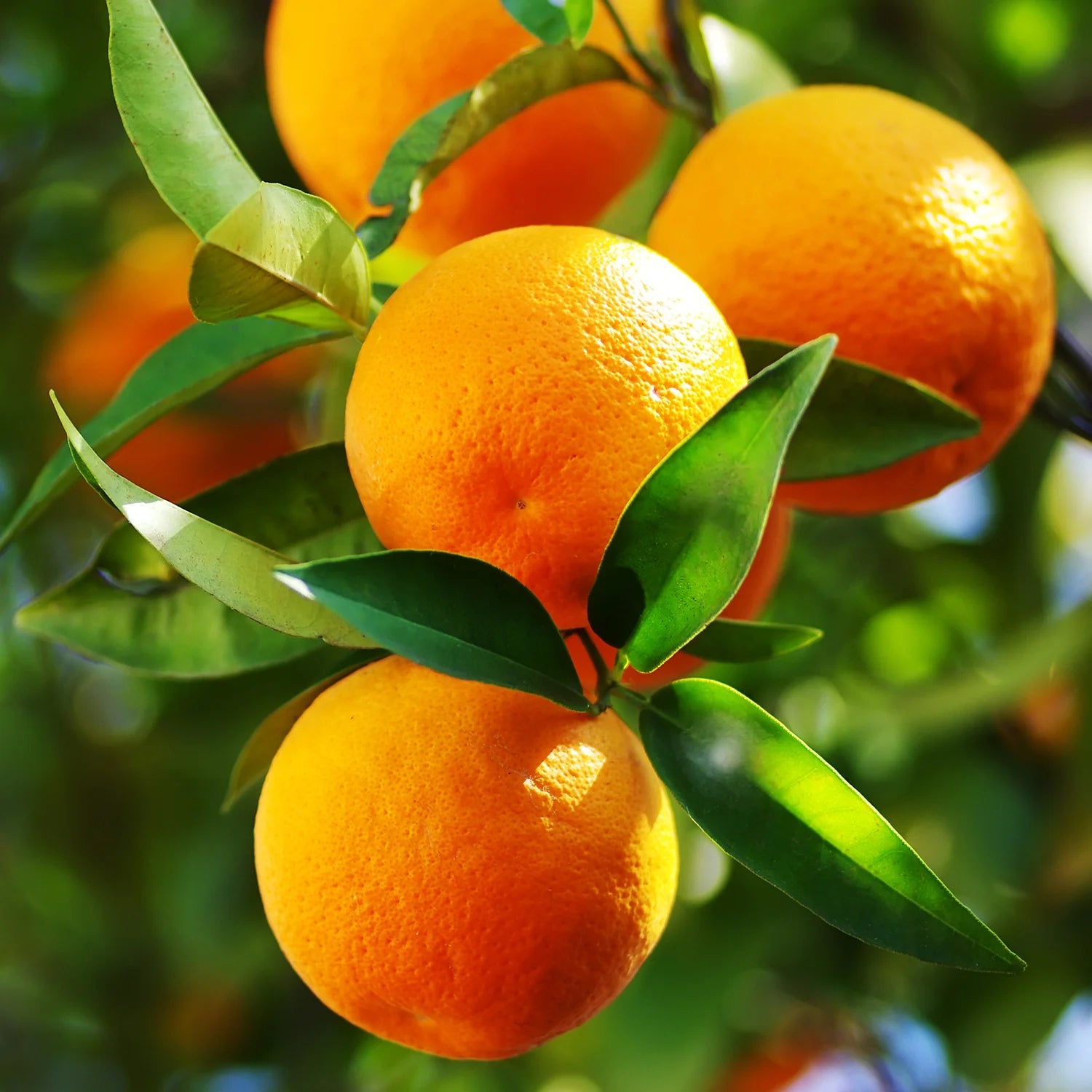 Durable, rot-resistant wood and bark of the Osage Orange tree landscape feature