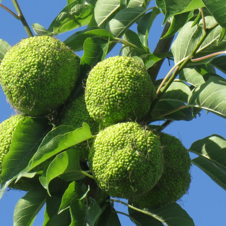 Unique greenish-yellow Osage Orange fruit (Hedge Apple) on the female tree