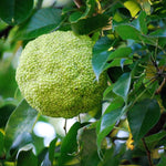 Osage Orange tree seeds packet Non-GMO for landscape planting