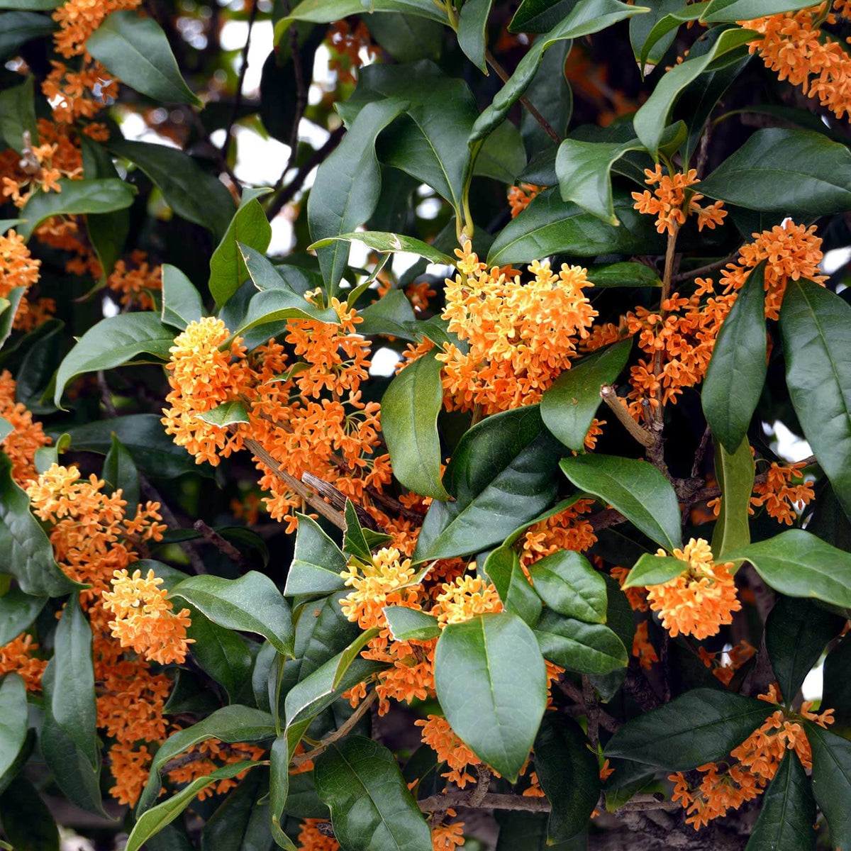 Fragrant Osmanthus Fragrans Flower Seeds for Planting in home garden landscapes