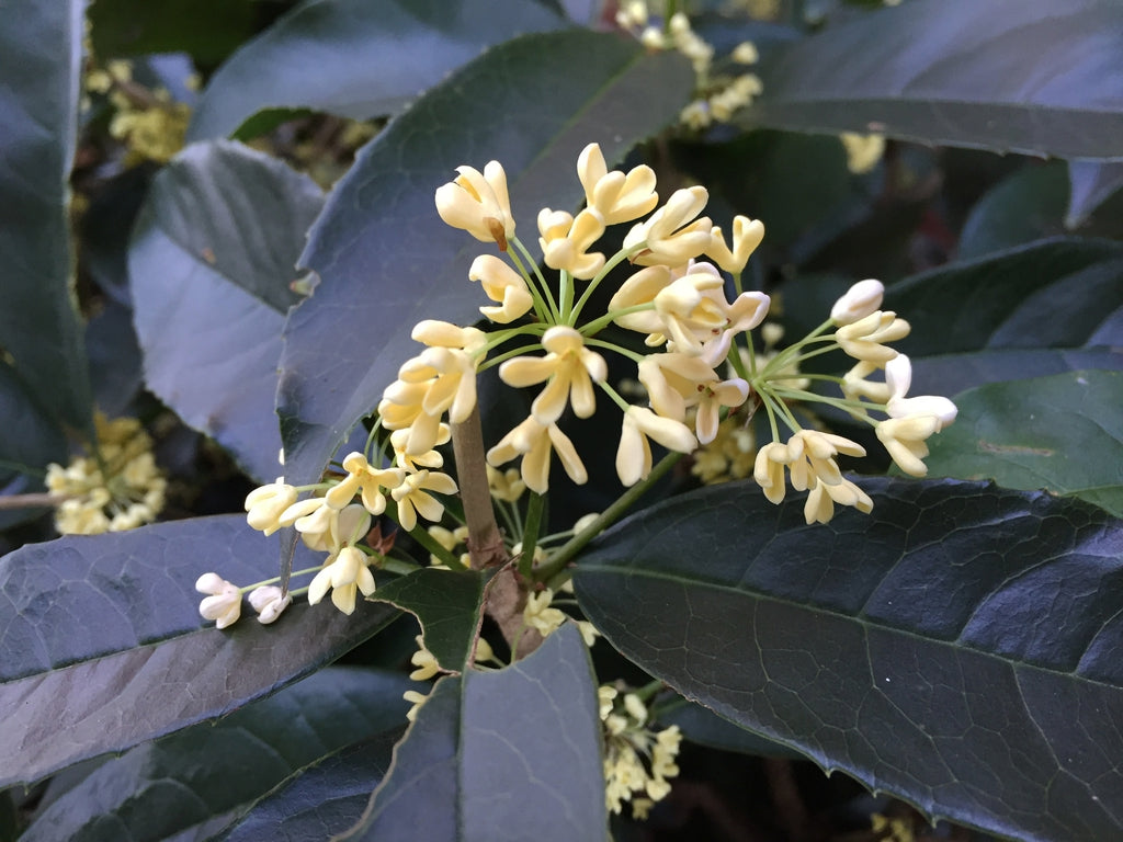 Orange Flowering Fragrant Tea Olive