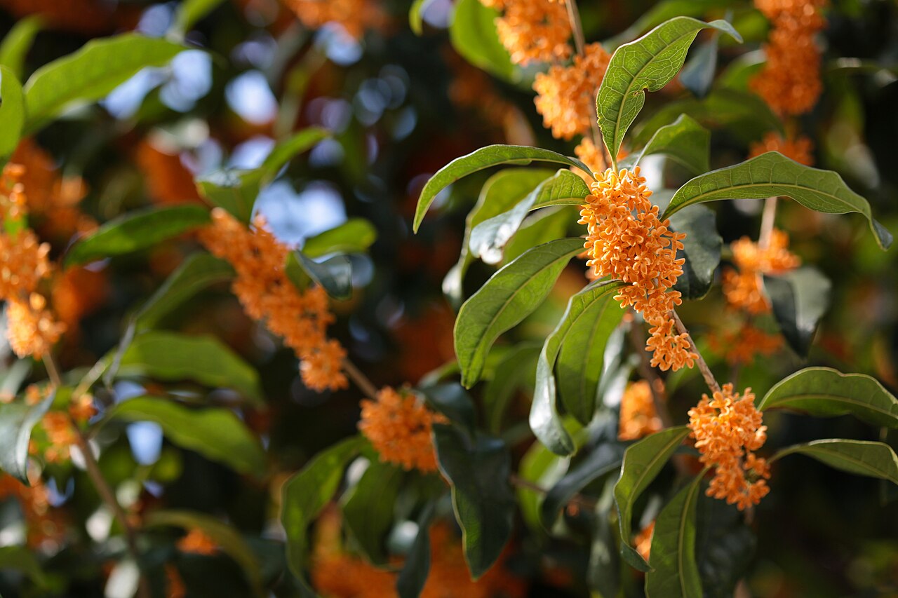 Orange Flowering Fragrant Tea Olive