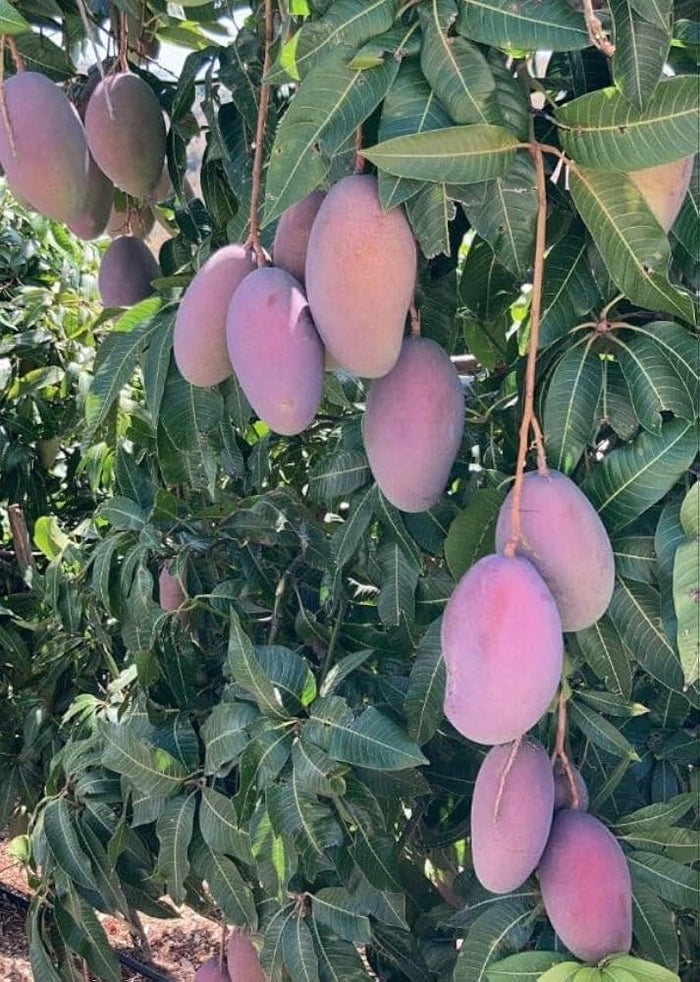 Osteen Mango (Mangifera indica) Seeds