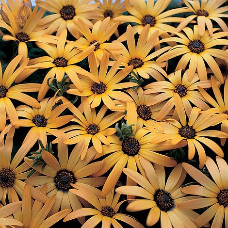 Osteospermum African Sun Imported heirloom non-gmo organic garden seeds