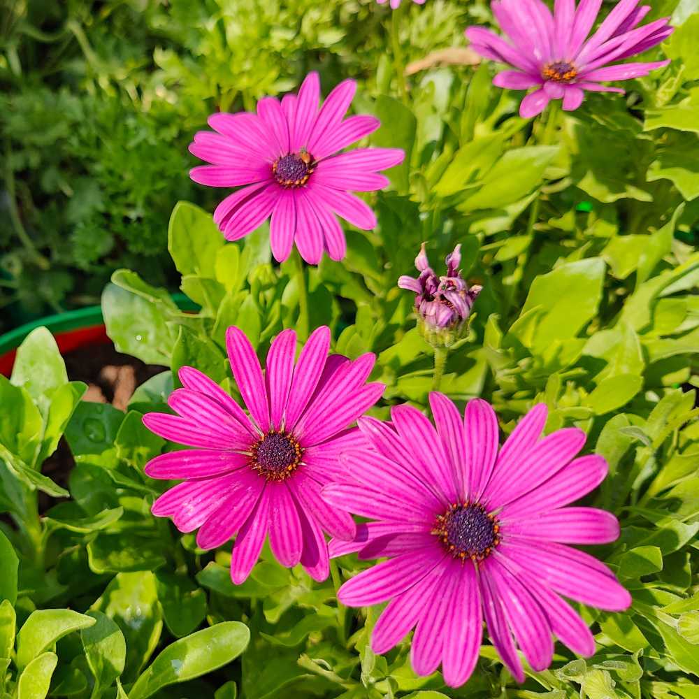 Purple Osteospermum Seeds