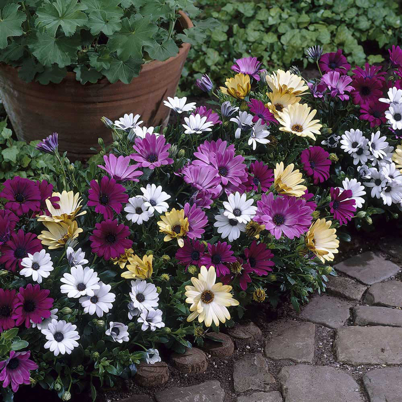 Mix Osteospermum Seeds