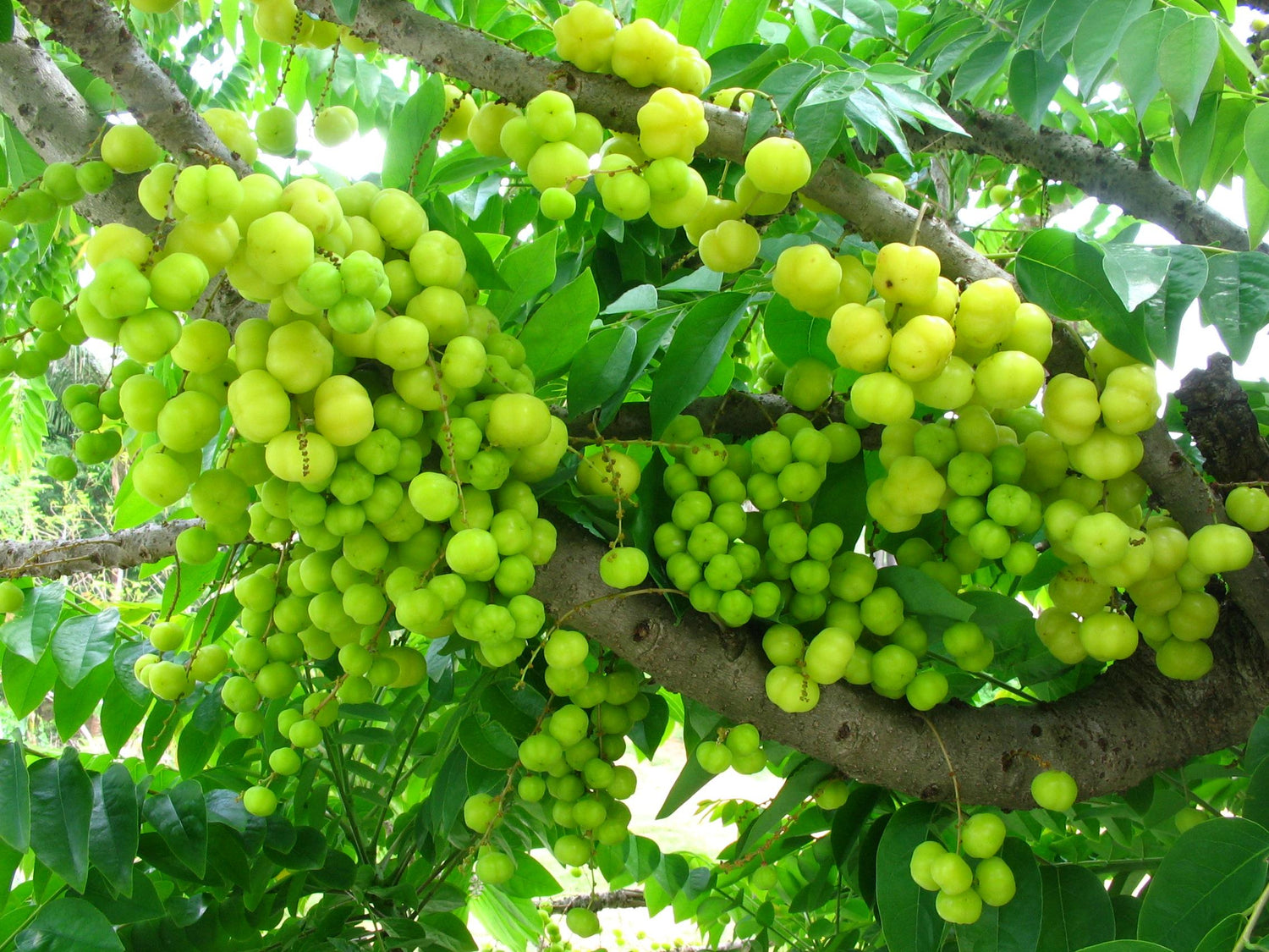 Little Gooseberry (Ribes uva-crispa)