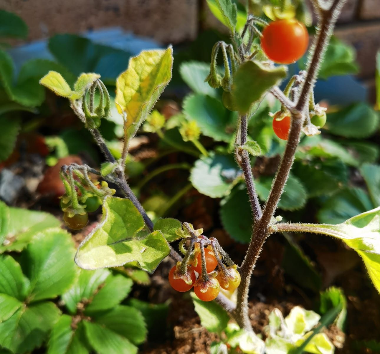 OTRICOLI BERRY SEEDS, ORANGE