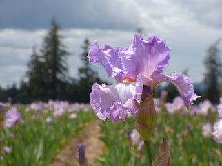 Oui Madame Tall Bearded Iris