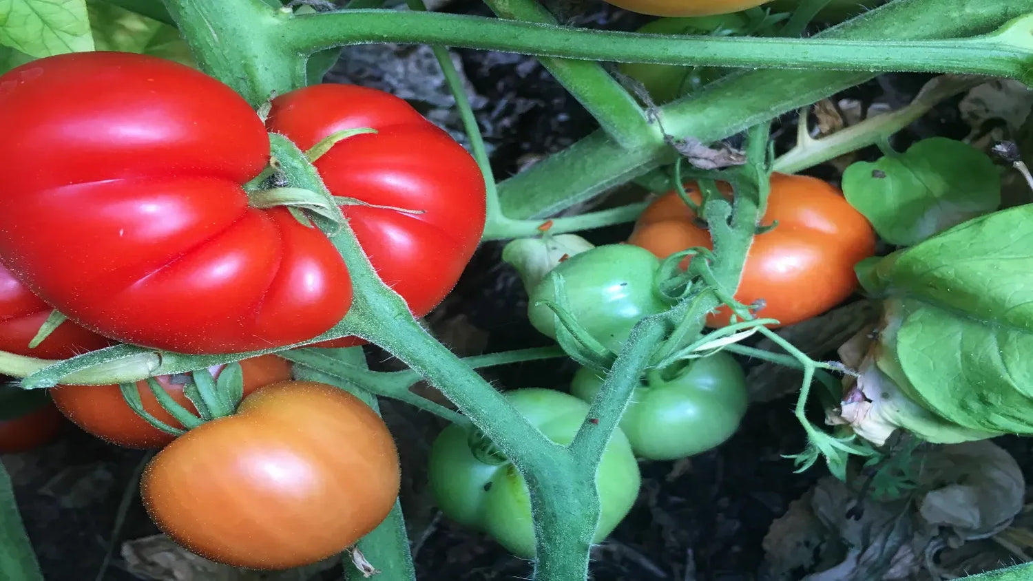 Topepo Rosso Pepper Seeds Imported Italian Heirloom Sweet Red Fruit for Garden Planting