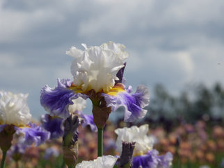 Outer Banks Tall Bearded Iris