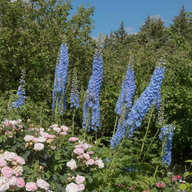 Delphinium Seeds - Blue Mix