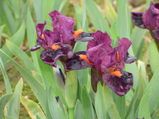 Outspoken Dwarf Iris