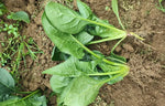 Oval And Flat Leaf Spinach heirloom non-gmo organic garden seeds
