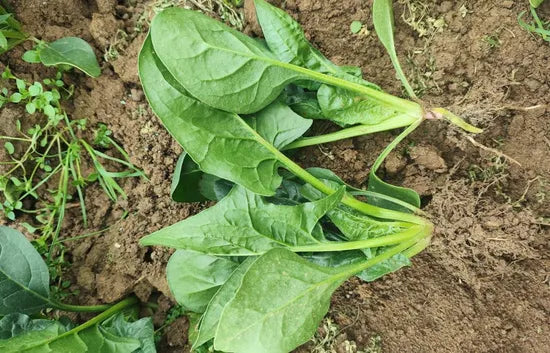 Oval And Flat Leaf Spinach heirloom non-gmo organic garden seeds