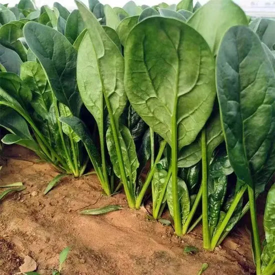 Oval And Flat Leaf Spinach – Heirloom, Non-GMO, High Germination Organic Garden Seeds