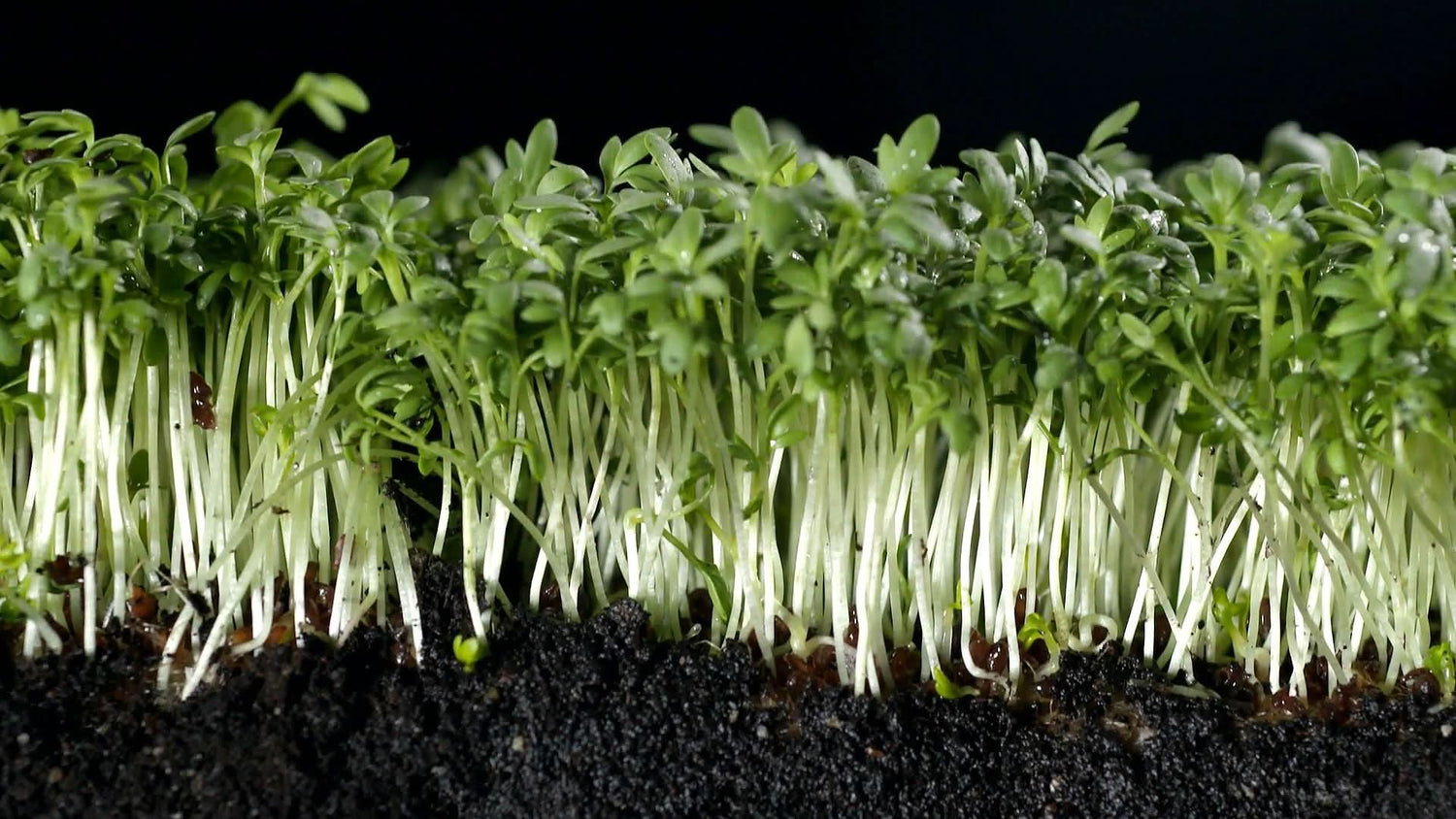 Common Cress Herb Seeds