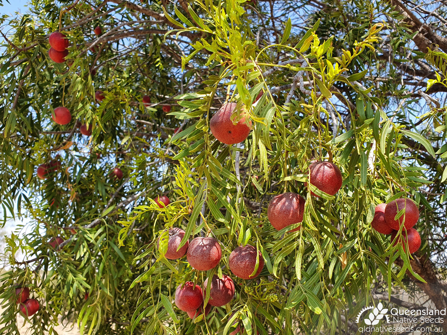 Emu Apple (Bush Tomato)