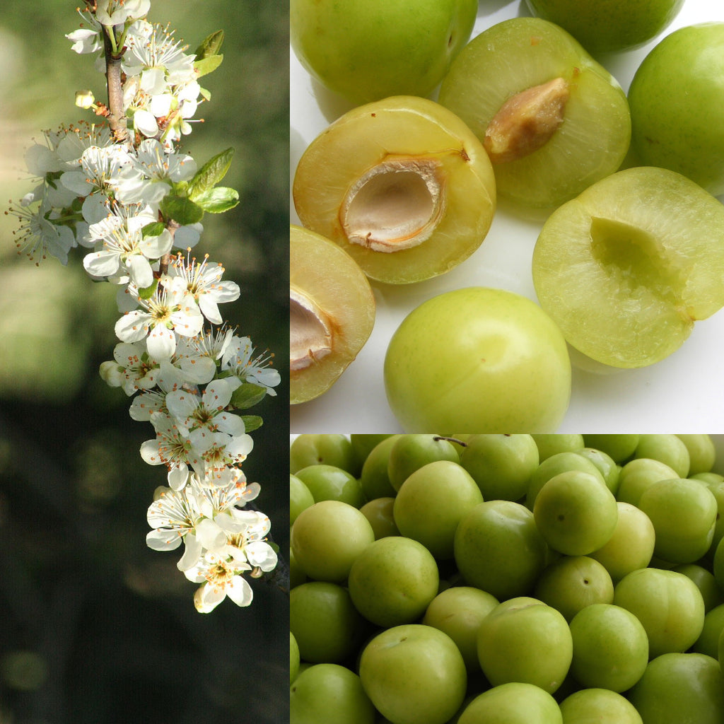 Greengage Plum (Prunus domestica)