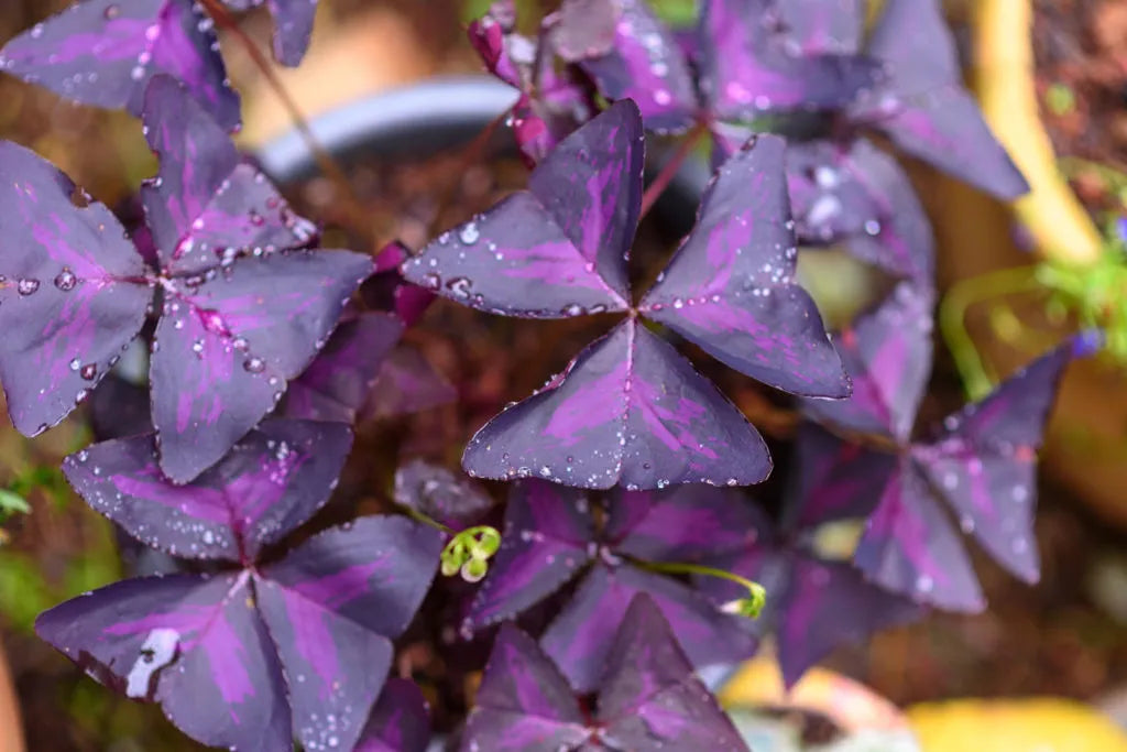 Red Oxalis Triangularis Woodsorrel Seeds – Shamrock Plant with Striking Purple Foliage