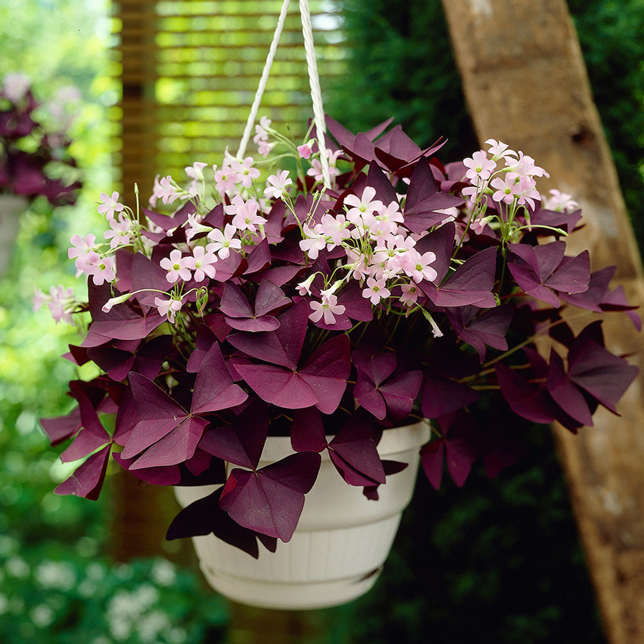 Red Oxalis Purple Shamrock Perennial Flowering Seeds For Planting