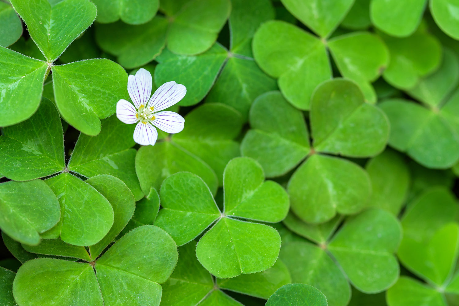 Edible landscaping_Oxalis_herb seeds_design