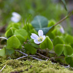 Oxalis_Tetraphylla_Red Sorrel seeds_packet_edible