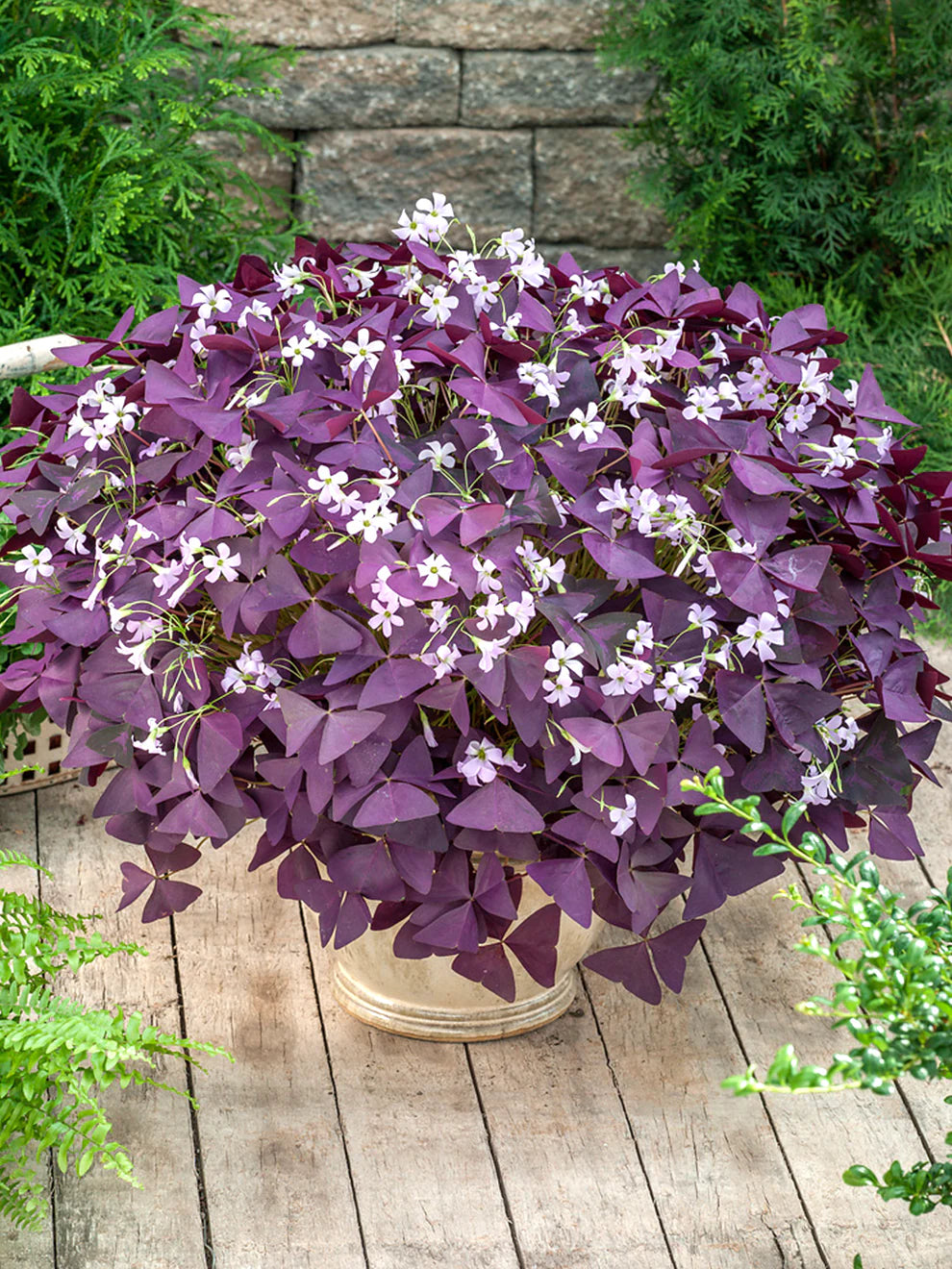 Red Oxalis Purple Shamrock Perennial Flowering Seeds For Planting