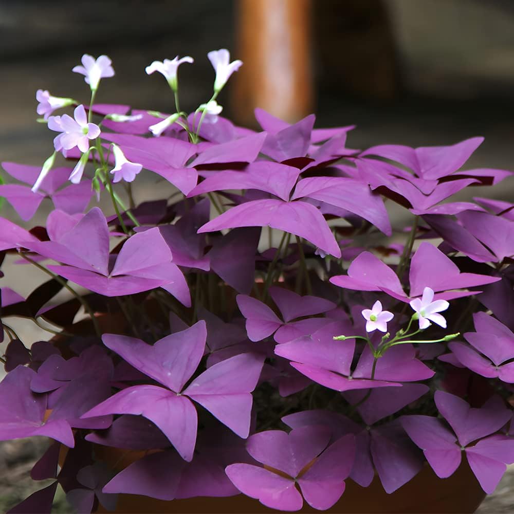 High-quality Oxalis Triangularis Red Wood Sorrel seeds for planting