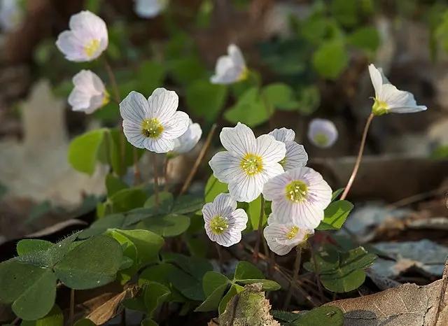 Oxalis Acetosella Flower Seeds for Planting - NON GMO Seeds Dhara Seeds