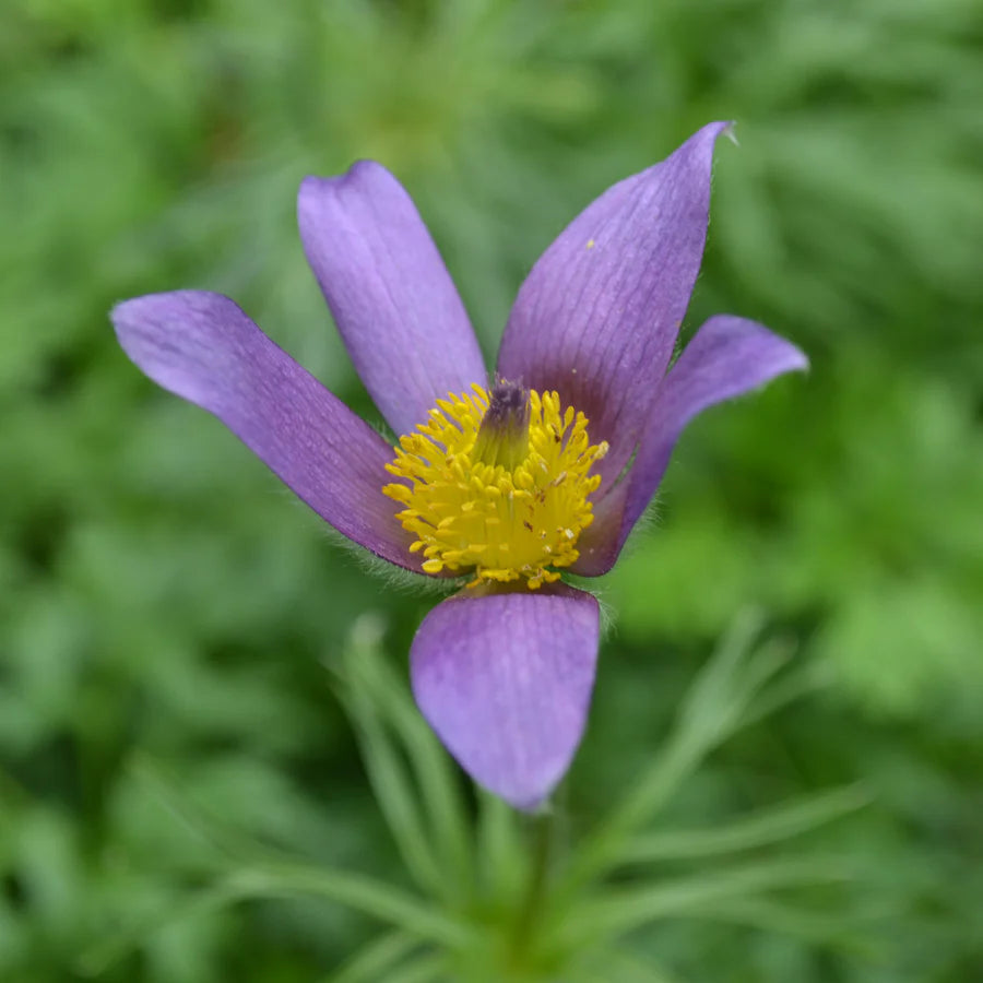 Heirloom Non-GMO Pasque Flower Seeds – Perennial Blooming Seeds for Garden Planting seeds for planting in home garden