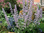 Blue Petromarula Pinnata Plant Seeds for Planting - NON GMO Seeds Dhara Seeds