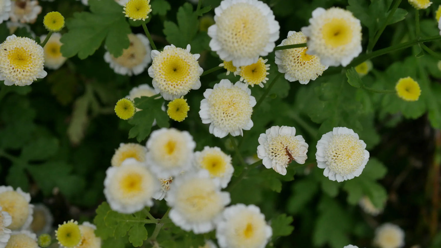 Feverfew White Stars Seeds